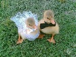 Wedding Birds