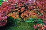 Beautiful Japanese Maple in Portland oregon
