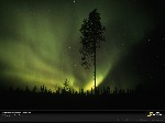 aurora borealls  over in arctic forest