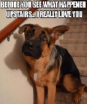 Dog Upstairs