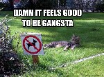 Sign Ganster Cat