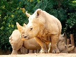 fonds ecran rhinoceros