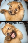 Cute Puppies Emotions