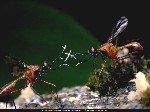 two ant fight