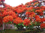 Flamboyant Tree Brazil