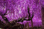 144 Year Old Wisteria in Japan