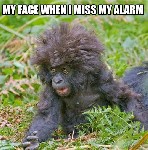 Miss My Alarm