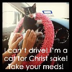 Driving Cat
