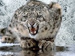 snow leopard1