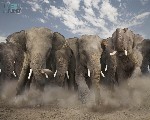 wallpaper elephant lg