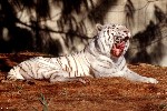 White Tiger 2001 002 by John White