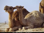 camel bite
