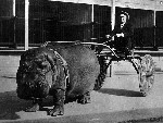 Circus Hippo Pulling a cart 1924 Historical Pics