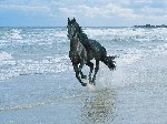 horse beach