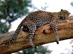 long leopard tanzania