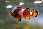 clown fish