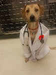 Doggy Doctor