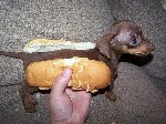 Hot Dog Funny Image