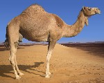 arabian camel