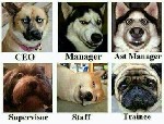 Beautiful expressions of funny It employees