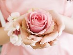 Beautiful Rose4545