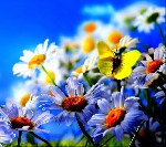 Beautiful Flowers 9898