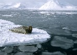 cute animal sitting in ice
