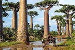 Baobab Trees in madagascar