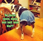 Dog Jeans