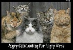 Angry Birds Cats