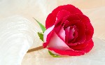 Beautiful Rose  4