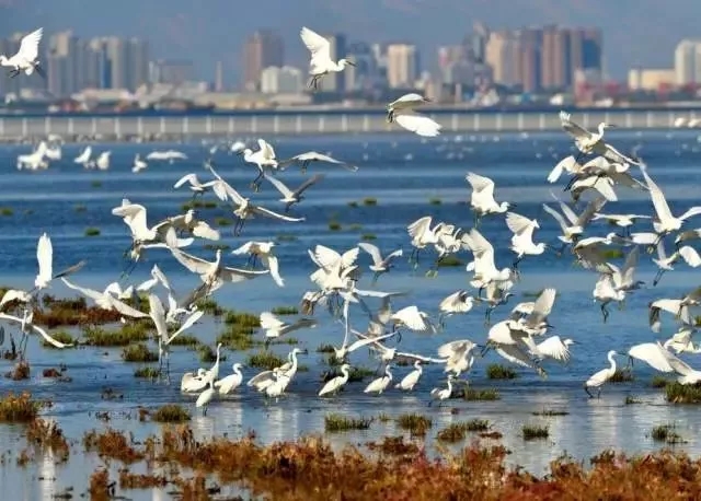 1592359516100442.jpg 鴿子窩公園.webp.jpg